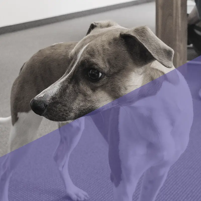Ein Hund mit grauem und weißen Fell steht auf einem Teppich in einem Innenraum.