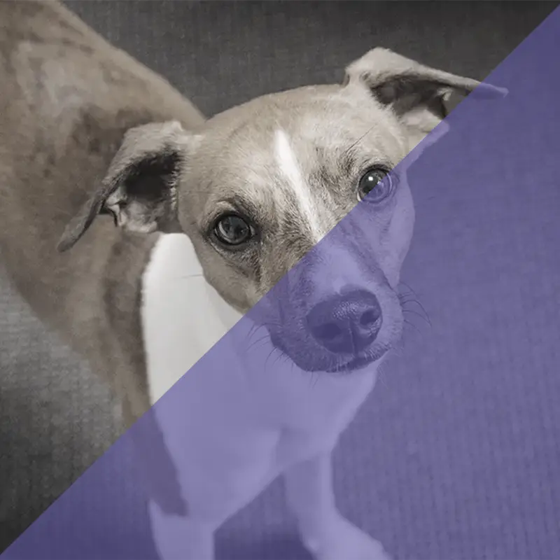 Ein Hund mit braunem und weißem Fell schaut direkt in die Kamera.