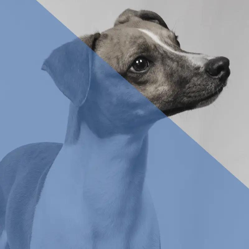 Hund mit grauem und blauem Farbverlauf auf einem neutralen Hintergrund.